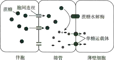 2018年3月18日山东省临沂市兰山区教师招聘考试题（基础知识+中学生物）(图3)
