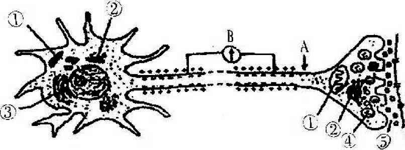 2021年8月1日山东省临沂市教师招聘生物学科试题（精选）(图23)