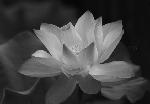 2019年江苏省宿迁市苏州外国语学校招聘（美术学科）考试题(图1)