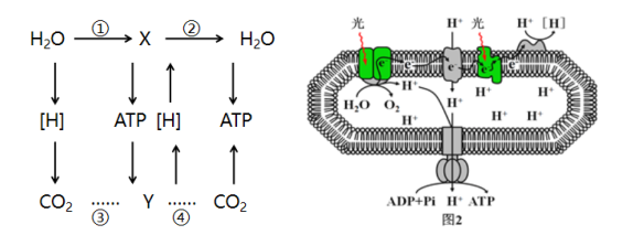 2019年江苏省徐州市教师招聘《生物学科》考试题(图3)
