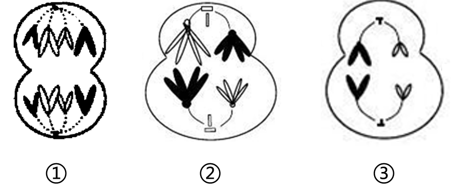 2019年江苏省徐州市教师招聘《生物学科》考试题(图1)