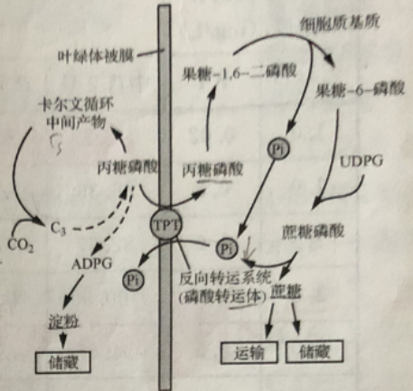 2022年6月25日江苏省苏州市吴江区《中学生物》考试题(图3)