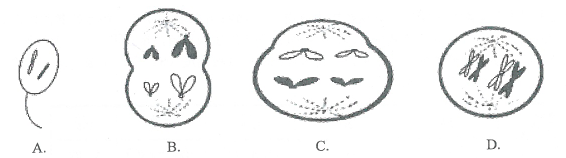 2016年3月19日广东省广州市教育局直属事业单位教师招聘考试（生物）题(图3)