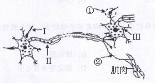 2016年11月26日广东省广州荔湾区教育局招聘考试《生物》题(图10)