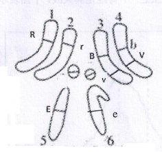 2016年11月26日广东省广州荔湾区教育局招聘考试《生物》题(图13) 2016年11月26日广东省广州荔湾区教育局招聘考试《生物》题(图13)