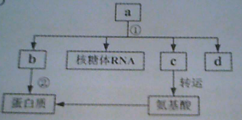 2018年广东省东莞市中小学教师公开招聘考试生物专业知识题(图9)