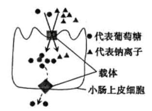 2018年广东省茂名市化州市教师招聘（生物）题(图3)