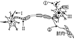 2018年广东省茂名市化州市教师招聘（生物）题(图14)