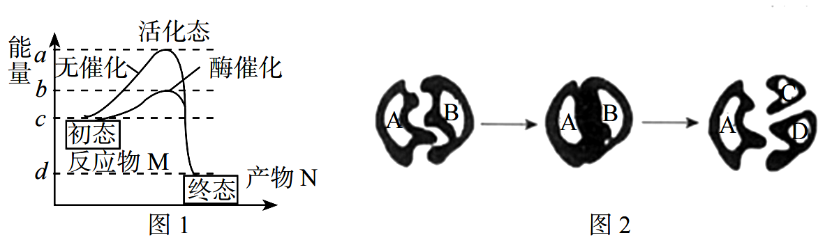 2019年广东省广州市白云区教师招聘考试中学生物试题(图24)