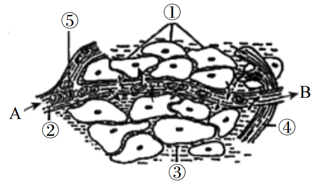 2019年广东省广州市白云区教师招聘考试中学生物试题(图29)