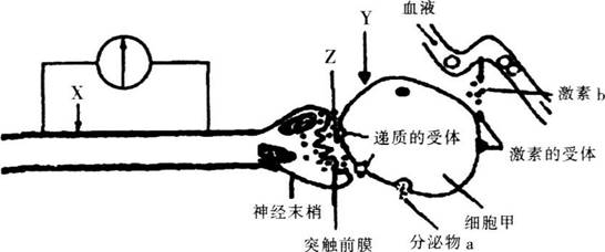 2017年福建省教师招聘考试《中学生物》真题及答案(精选)(图1)