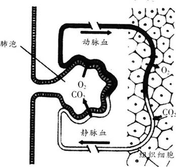 2017年福建省教师招聘考试《中学生物》真题及答案(精选)(图4)