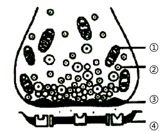 2018年安徽省中小学新任教师公开招聘考试（中学生物）题(图8)