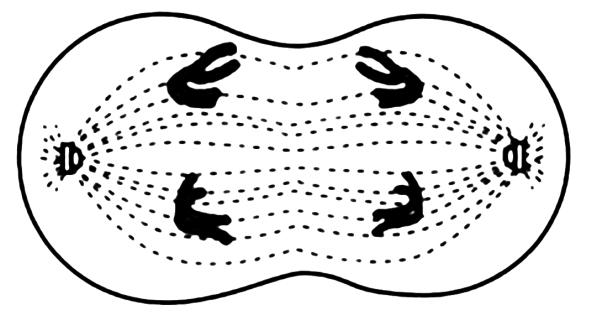 2019年安徽省教师招聘考试中学生物试题(图1)