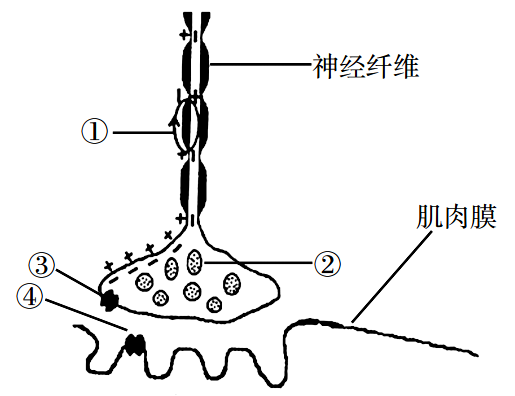 2019年安徽省教师招聘考试中学生物试题(图9)
