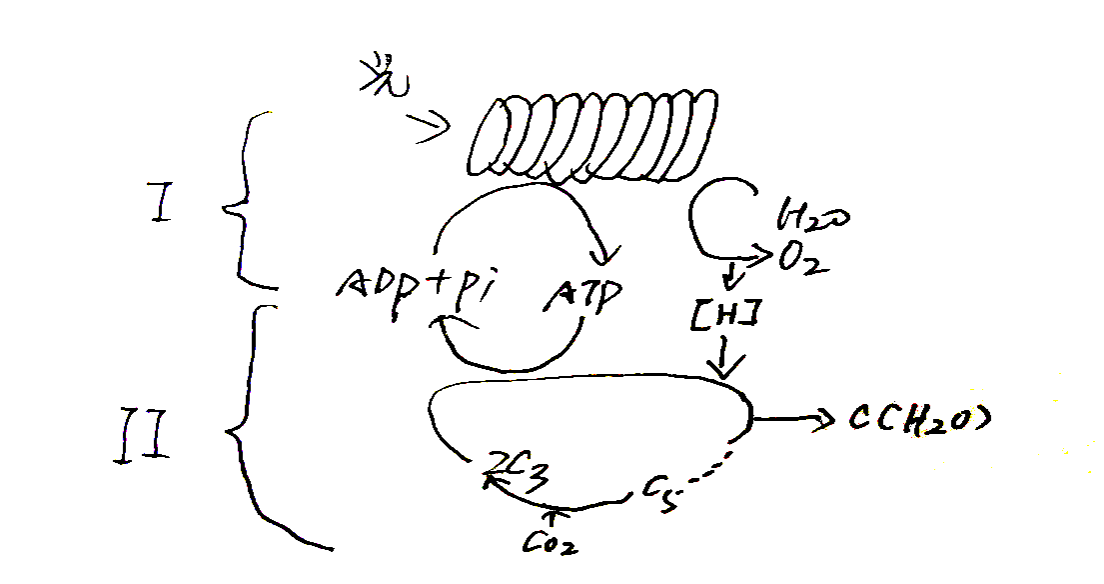 2020年安徽省中小学新任教师公开招聘考试（中学生物）试题(图14)