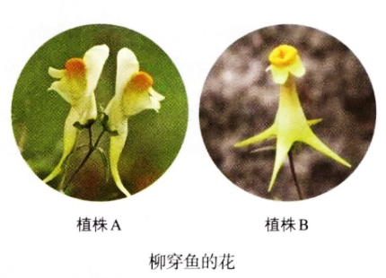 2020年安徽省中小学新任教师公开招聘考试（中学生物）试题(图16)