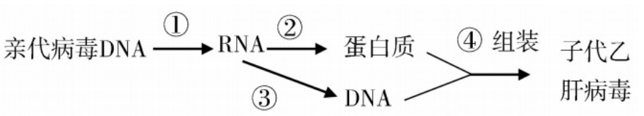 2018年河北省教师招聘《中学生物》考试题(图7)