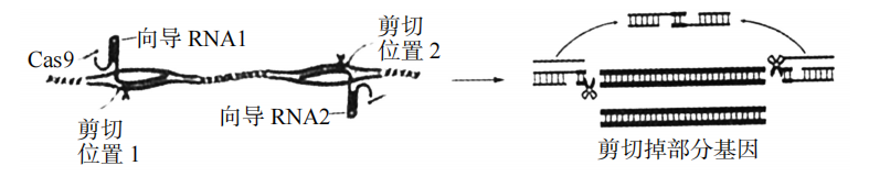 2019年天津市滨海新区教师招聘《中学生物》考试题(图55)