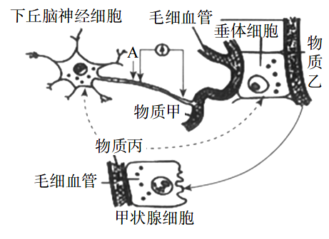 2020年天津市东丽区教师招聘考试中学生物试卷（精选）(图19)