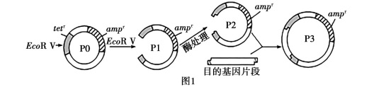 2020年天津市津南区教师招聘《中学生物》考试题(图44)