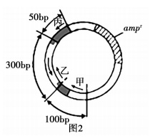 2020年天津市津南区教师招聘《中学生物》考试题(图47)