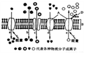 2021年7月14日天津市宁河区教师招聘《生物学科》考试题(图1)