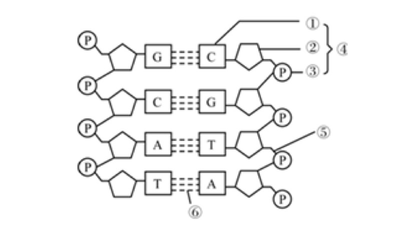 2021年7月14日天津市宁河区教师招聘《生物学科》考试题(图7)