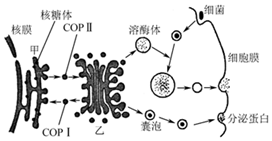 2021年7月14日天津市宁河区教师招聘《生物学科》考试题(图15)