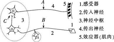 2016年长沙市教育局直属事业单位教师招聘考试《中学生物》真题及答案(图13)