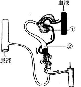 2016年长沙市教育局直属事业单位教师招聘考试《中学生物》真题及答案(图16)