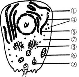 2016年长沙市教育局直属事业单位教师招聘考试《中学生物》真题及答案(图17)