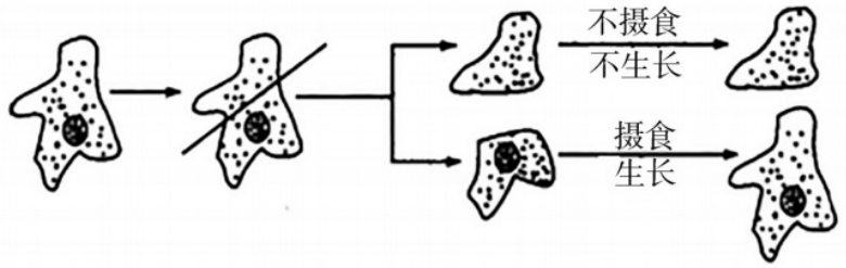 2018年湖南省邵阳市邵东县教师招聘《初中生物》考试题(图2)