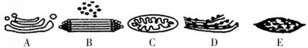 2018年湖南省邵阳市邵东县教师招聘《初中生物》考试题(图5)
