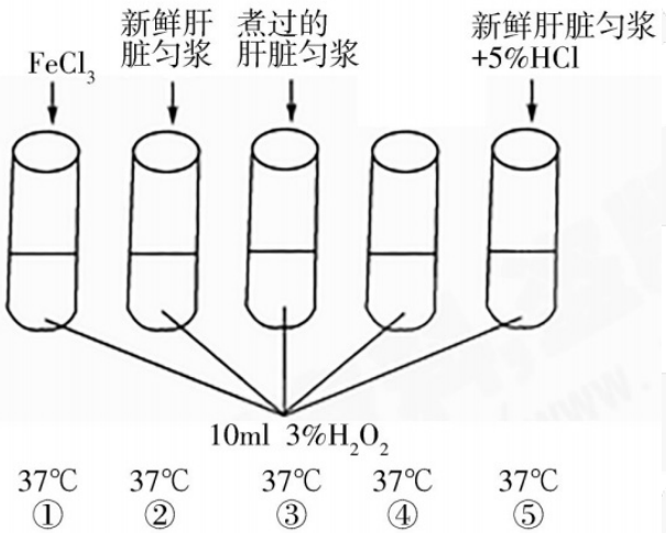 2018年湖南省邵阳市邵东县教师招聘《初中生物》考试题(图16)