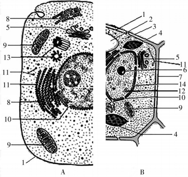 2018年湖南省邵阳市邵东县教师招聘《初中生物》考试题(图19)