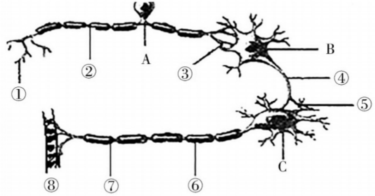 2018年湖南省邵阳市邵东县教师招聘《初中生物》考试题(图29)