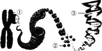 2017年湖北省农村义务教育学校教师招聘考试《中学生物》真题及答案(图2)