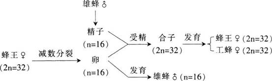 2017年湖北省农村义务教育学校教师招聘考试《中学生物》真题及答案(图4)