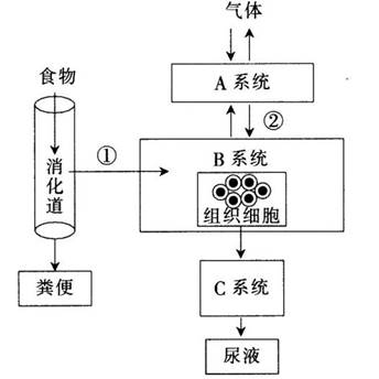 2017年湖北省农村义务教育学校教师招聘考试《中学生物》真题及答案(图6)