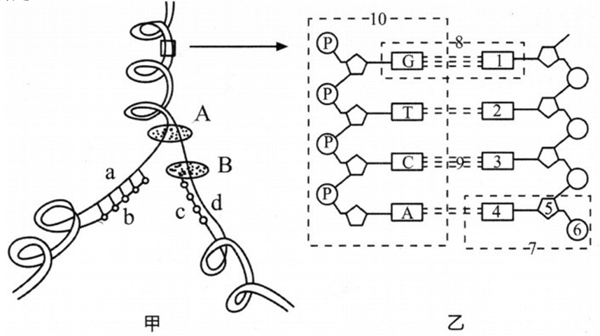 2018年山西省忻州市第一中学教师招聘考试题（中学生物）(图7)