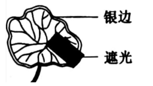 2019年吉林省农村义务教育阶段学校特设岗位招聘《中学生物》第Ⅱ卷考试题(图2)