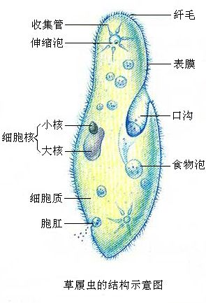 2019年吉林省农村义务教育阶段学校特设岗位招聘《中学生物》第Ⅱ卷考试题(图5)