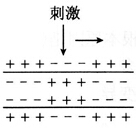 2014年黑龙江教师招聘考试《中学生物》考试真题及解析(图2)