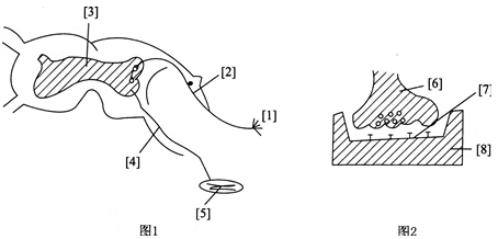 2014年黑龙江教师招聘考试《中学生物》考试真题及解析(图9)