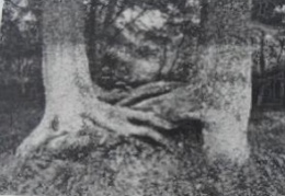 2025年4月26日浙江省事业单位统考《职业能力倾向测验》笔试试题（网友回忆版）(图38)