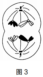 2019年上半年教师资格证考试《初中生物》题(图3)