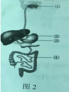 2021年下半年教师资格证考试《初中生物》题（考生回忆版）(图4)