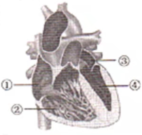 2021年下半年教师资格证考试《初中生物》题（考生回忆版）(图5)