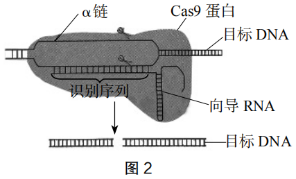 2019年下半年教师资格证考试《高中生物》题(图2) 2019年下半年教师资格证考试《高中生物》题(图2)